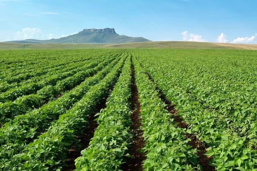 Commercial Property for Sale in Kestell Rural Free State